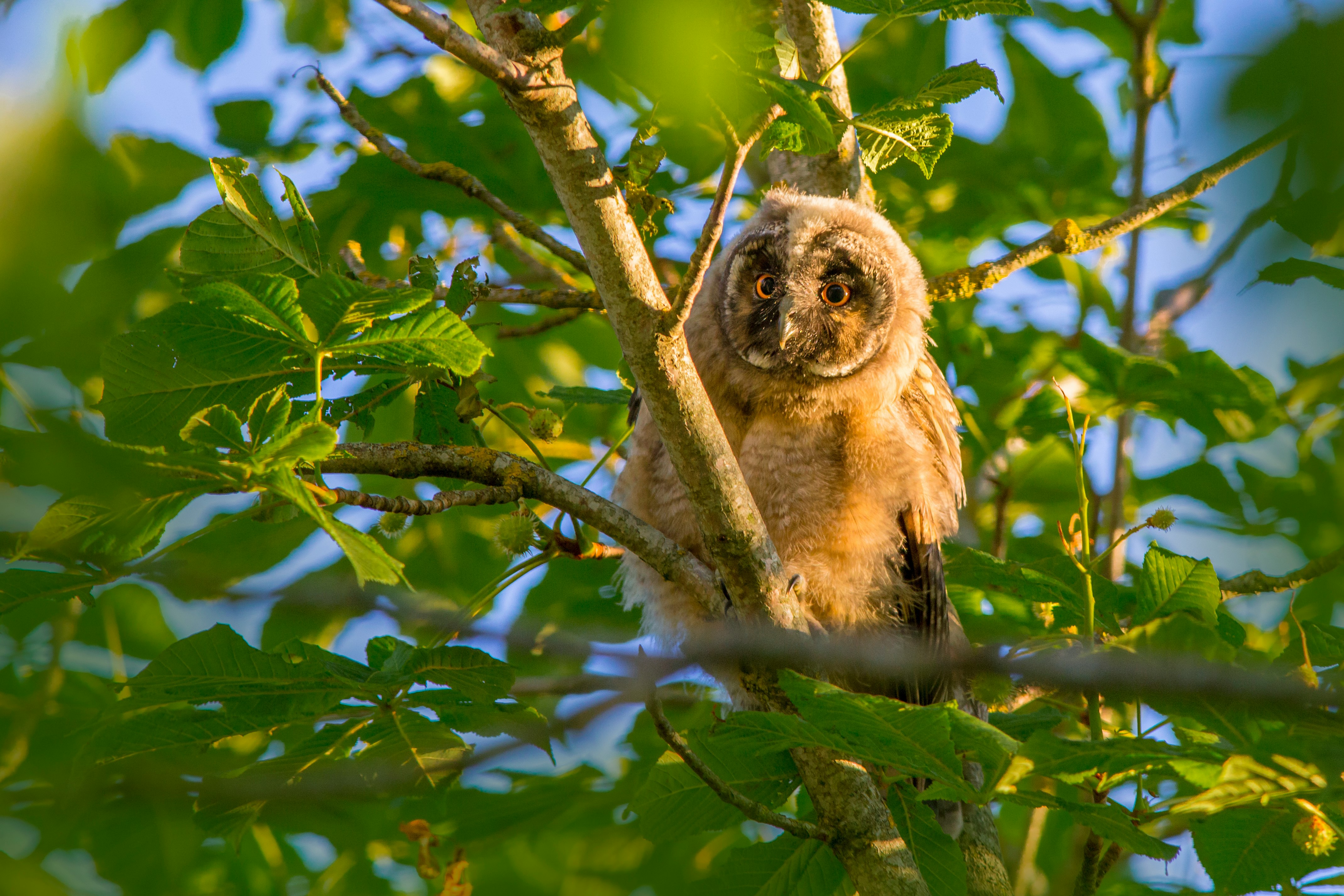 brown owl on tree branch during daytime